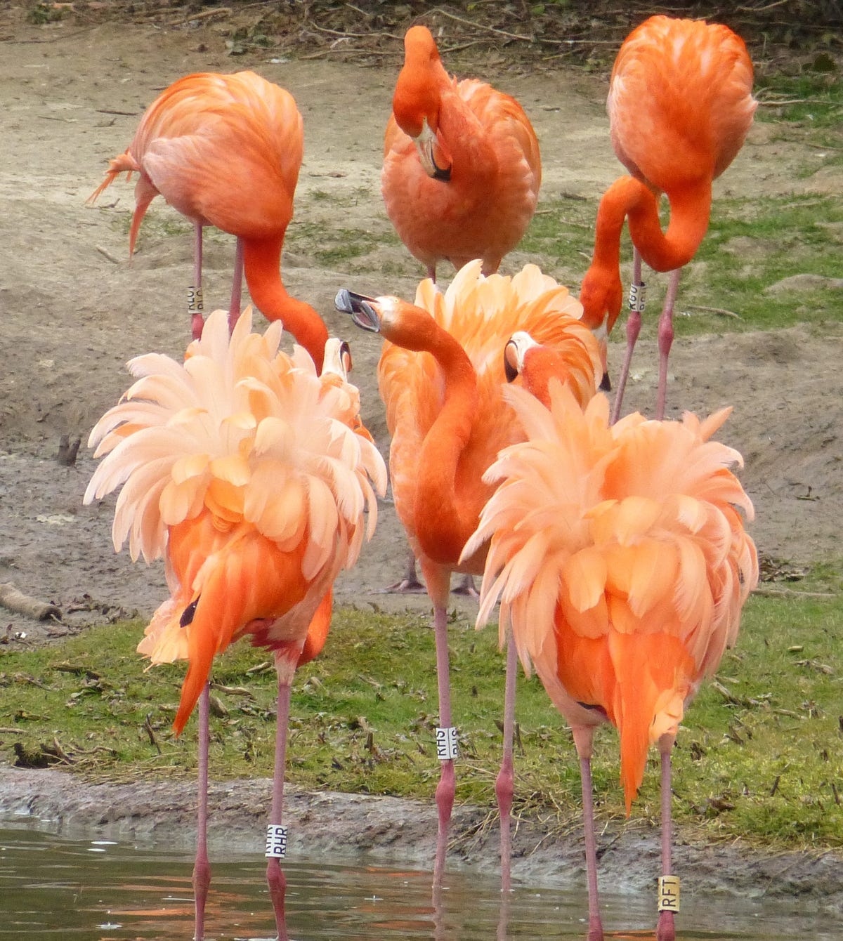 Scientists have discovered that flamingos exhibit behavior similar to cliquey high school students