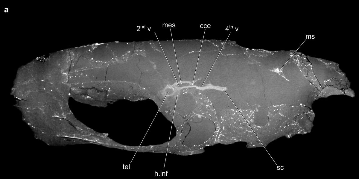 Scientists have found a fossilized brain that is 319 million years old