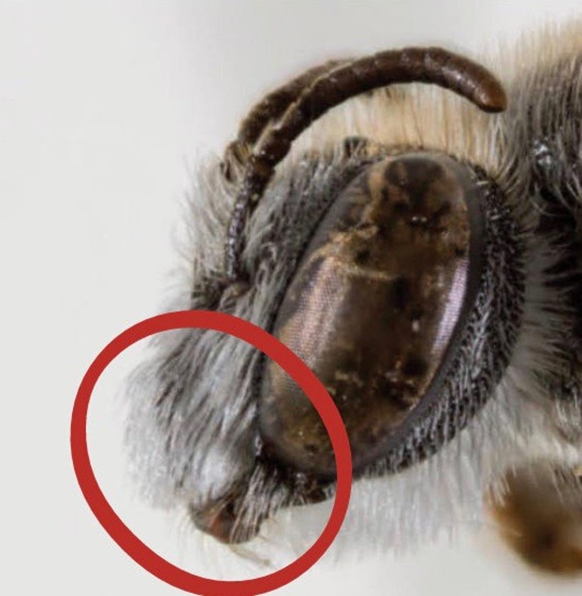 The bee, which has an adorable dog-like face, could be facing peril