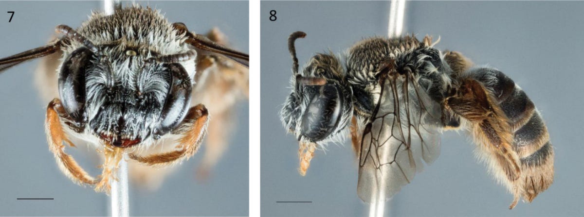 The bee, which has an adorable dog-like face, could be facing peril