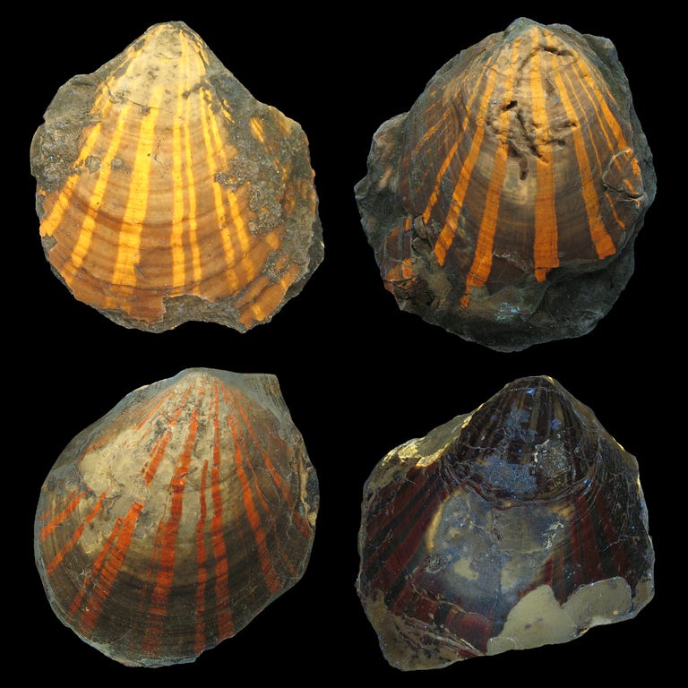 UV light uncovers unexpected secrets of seashells dating back 240 million years