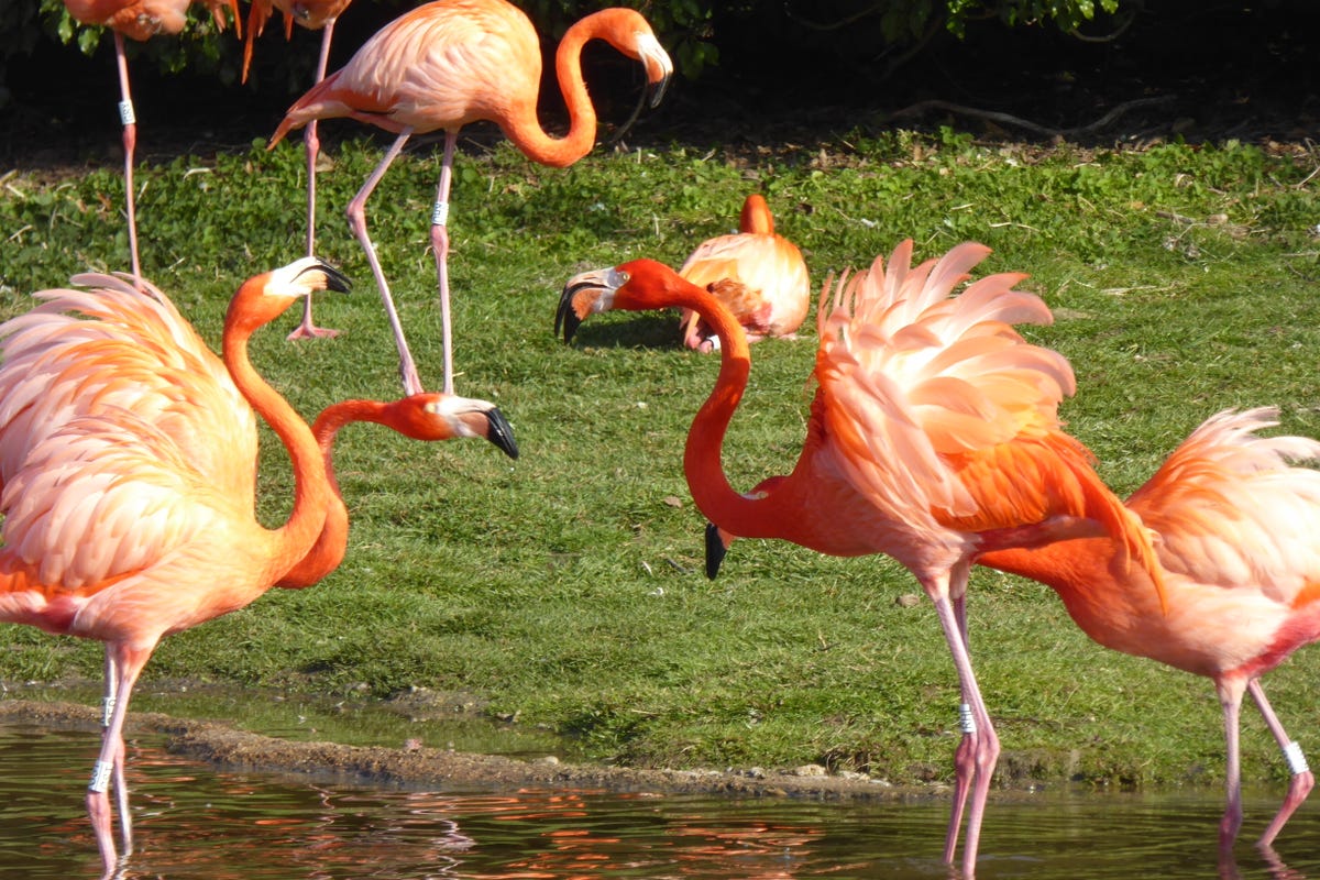 Scientists have discovered that flamingos exhibit behavior similar to cliquey high school students